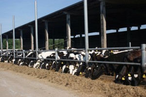 Jungrinder in Offenstallhaltung im Ortsteil: Leetze – zukünftige gesunde leistungsfähige Kühe